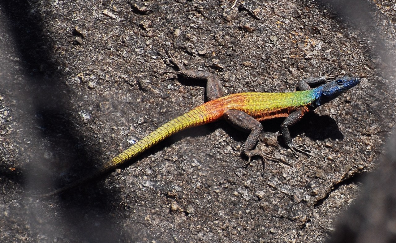 Platysaurus intermedius